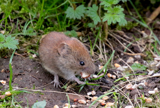 BANK VOLE (Myodes glareolus)  